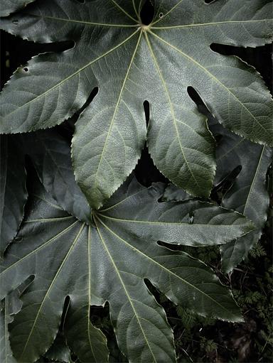 maple leaves