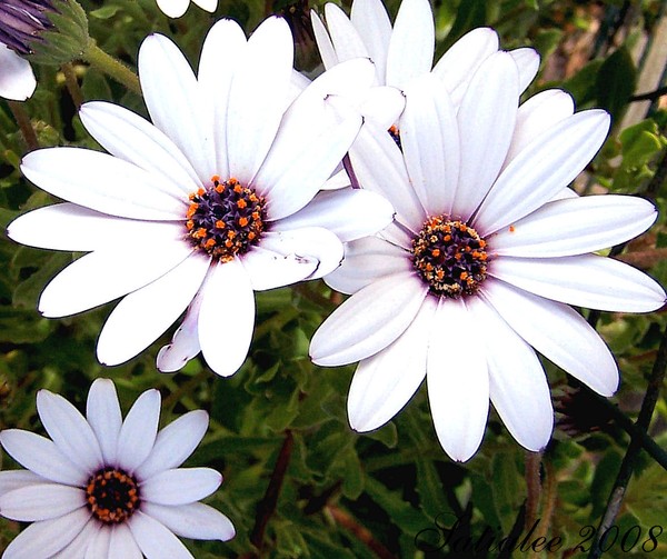 White Daisies