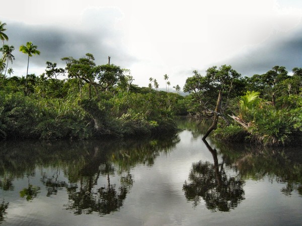 Mangroves