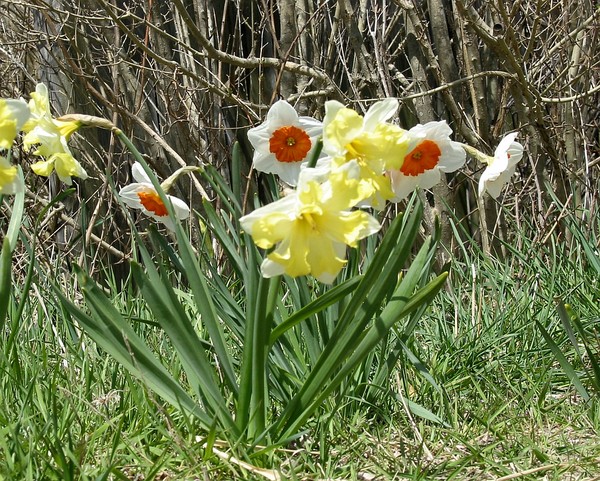 Daffy's