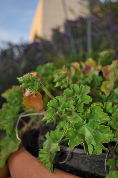 Geranium of Potential