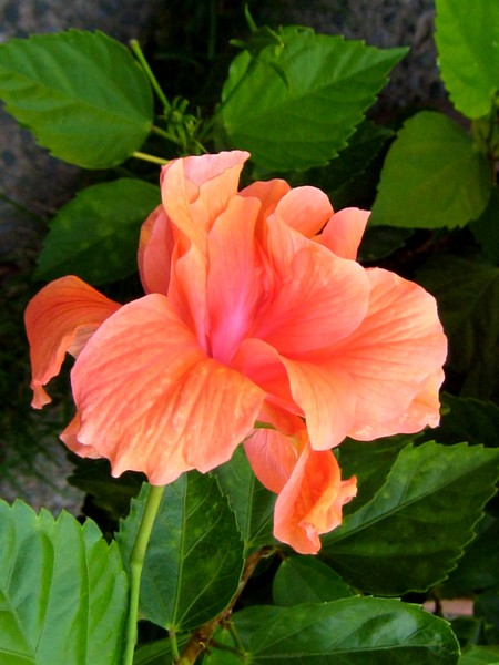 August Hibiscus (One)