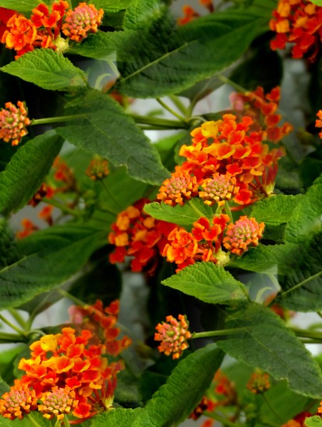 Tiny Flower Scene (Two)