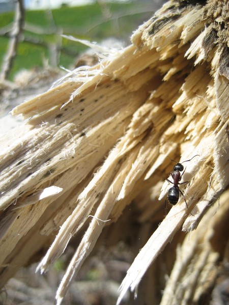 Splintered