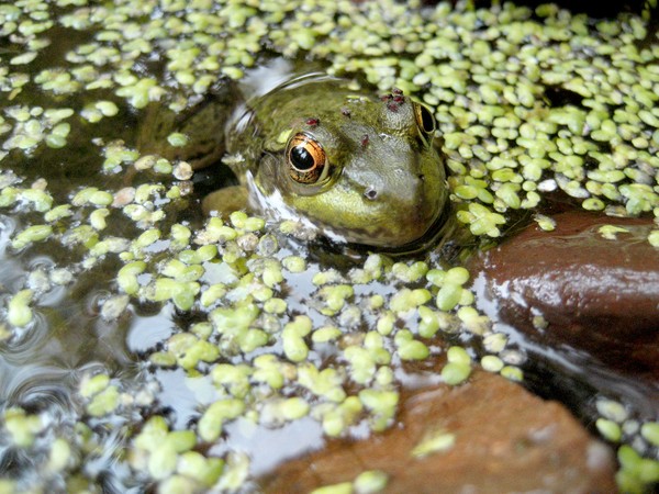 Camouflage