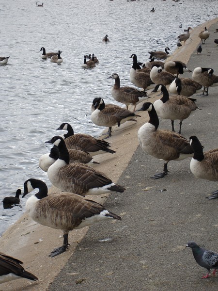 A ducks' world!