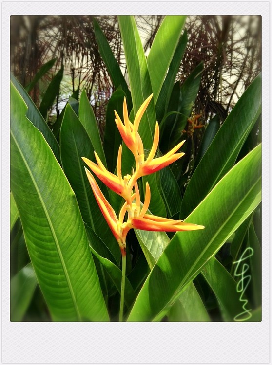 Unknown Flower