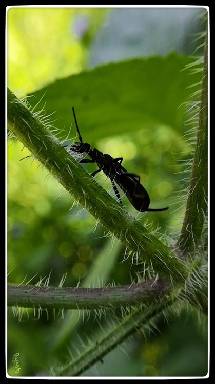Climber