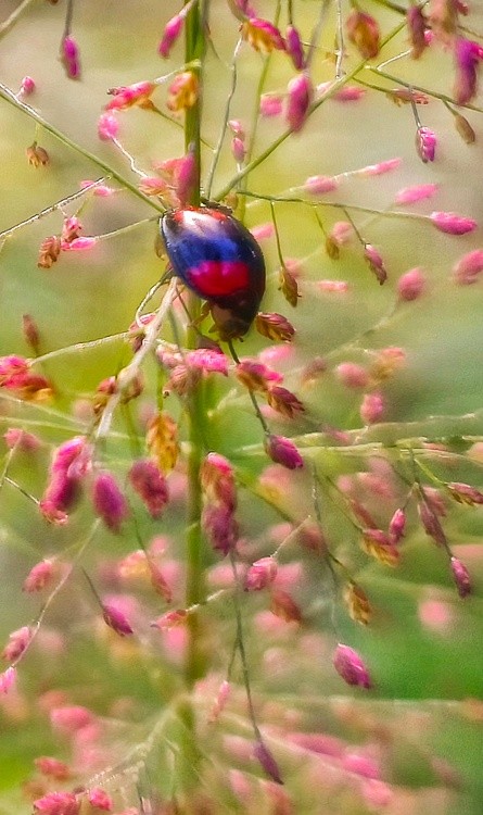 a lady living in flowers
