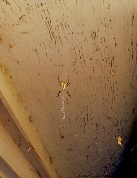 Creating the Web