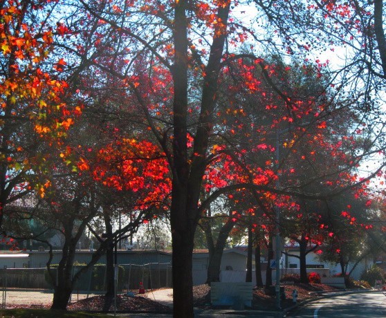 Autumn Leaves