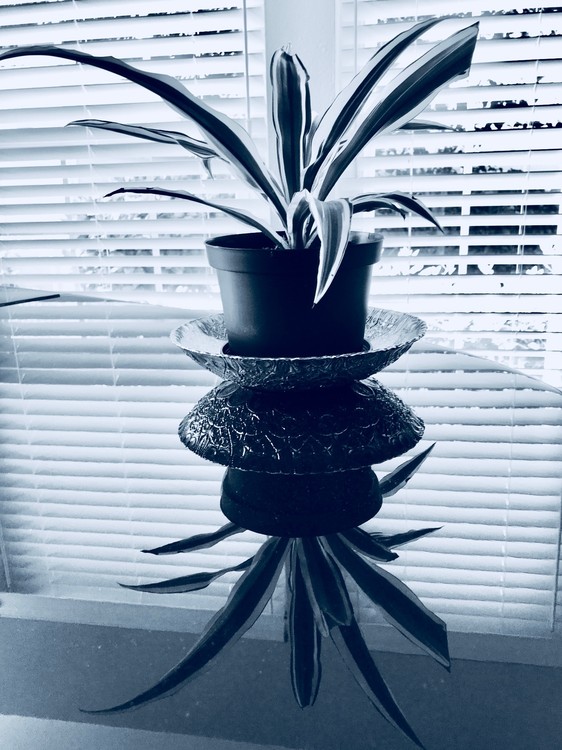 Plant on the Piano 