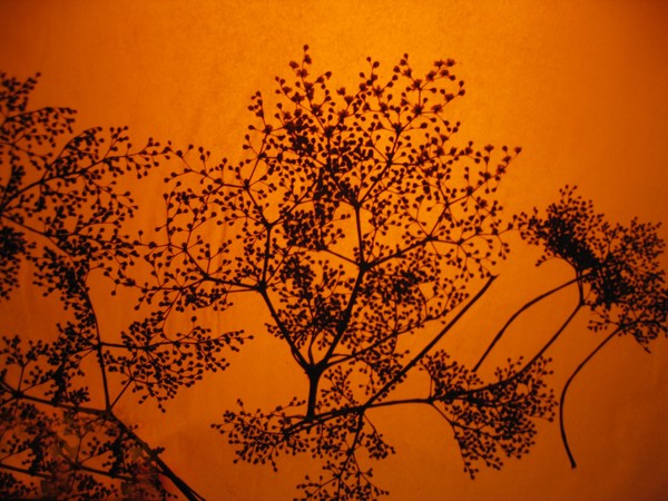 Tumbleweed
