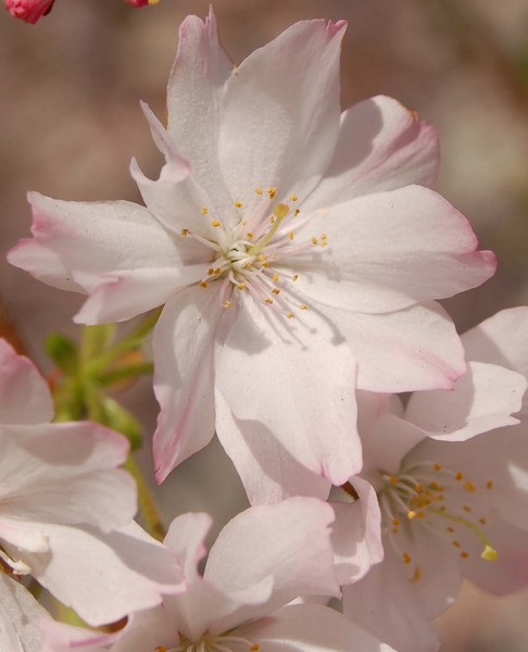 Cherry Blossom Special