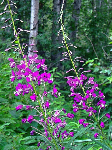 Leaning Fireweed