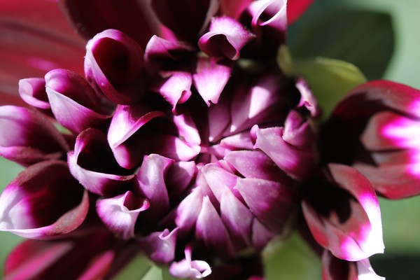 more close ups of dahlia