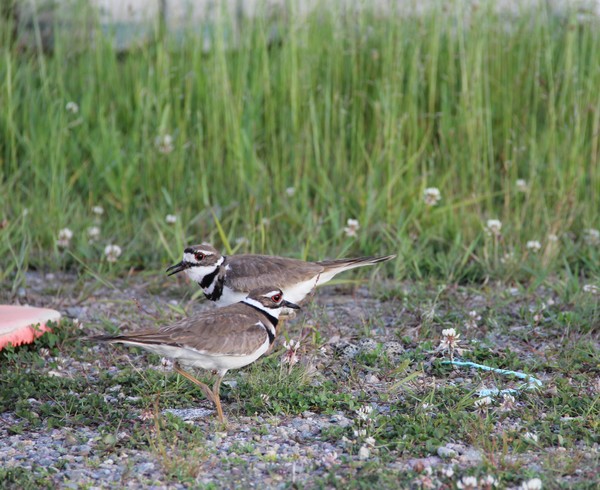 Momma and Papa Killdeer trading off duty