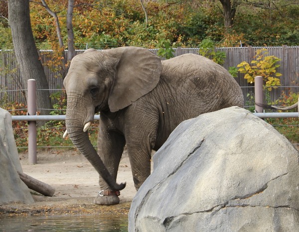 Roger williams zoo African elephant