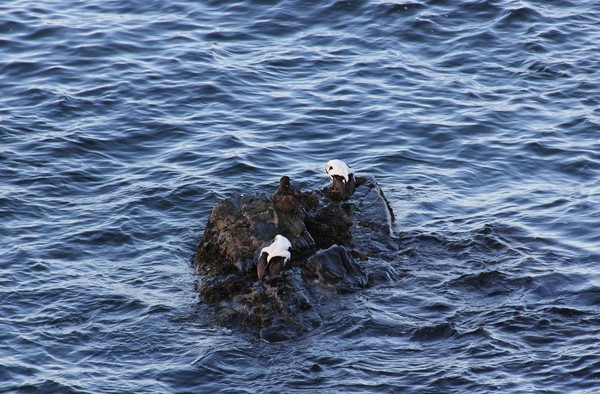 Eider trio grooming