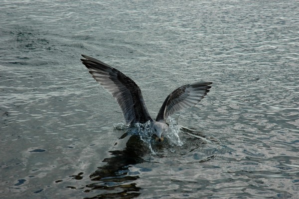 Splashdown 