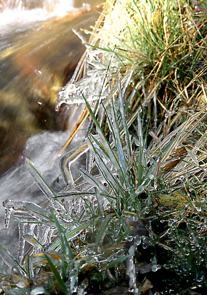 Frozen Grasses 2