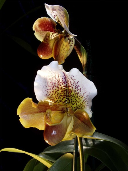 White Spotted Paphiopedelum Orchid