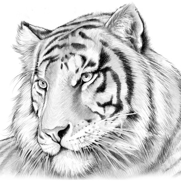 Pencil Drawings Of Tigers