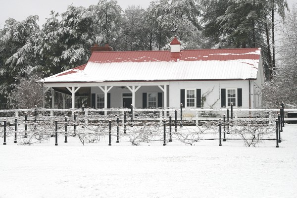 Grape Vines During a Snow Storm