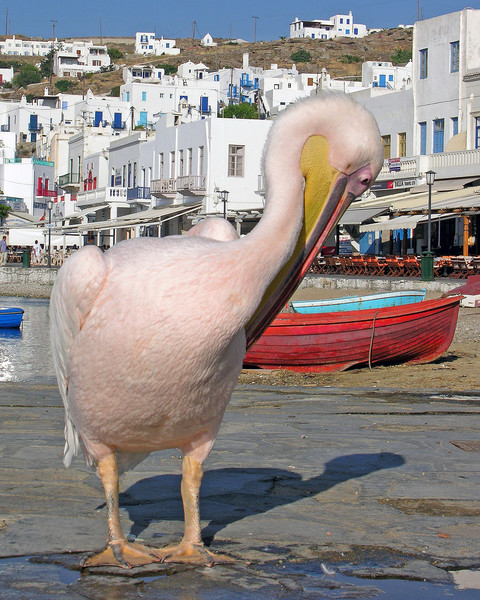 Pink Pelican