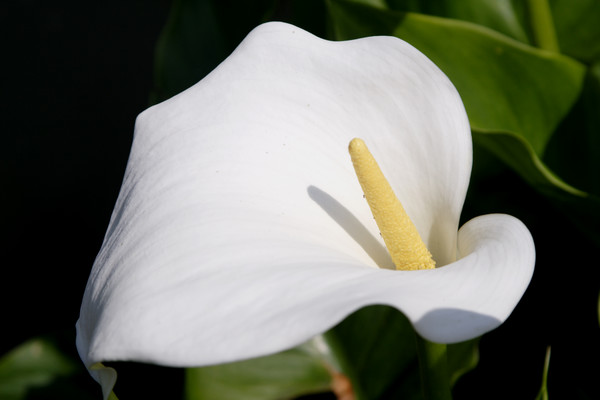 Zantedeschia