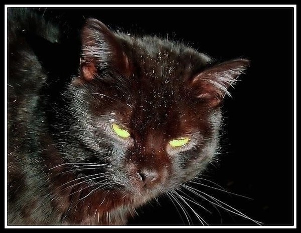 mouse alert!