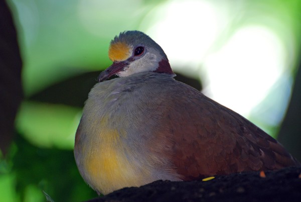 Bleeding Heart Dove