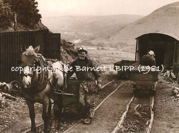 Pit Ponies working in a small private mine in 1981