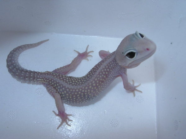 leopard gekko
