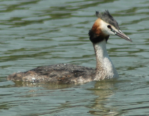 Great Crested Grebe