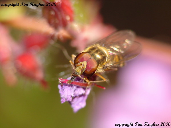 'Don't Bother Mr Hover!'