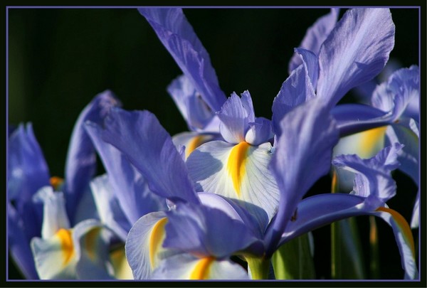 Iris