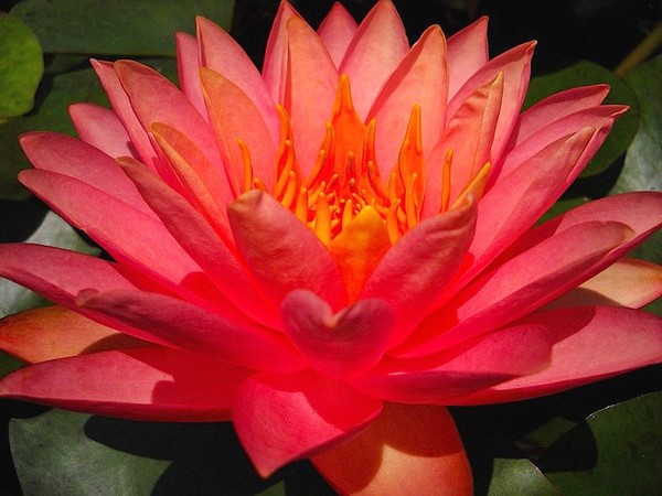 Orange waterlily