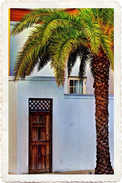 Palm Tree