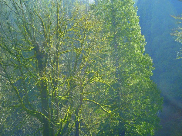  Mothers Green and Blue