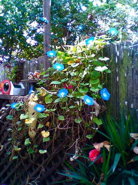 morning glories