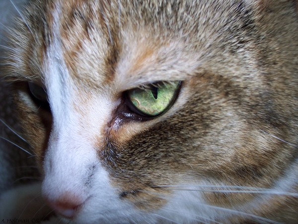 Up Close and Personal