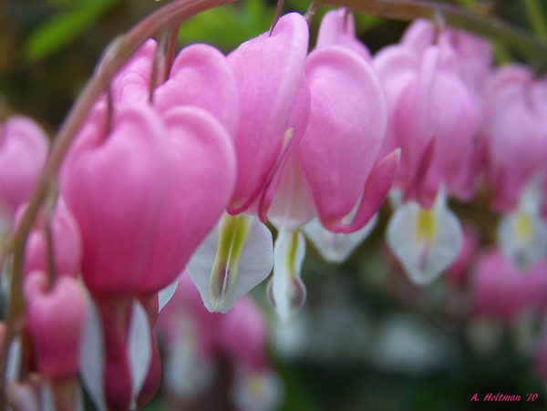 Bleeding Heart