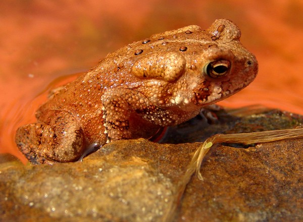 Friend Frog II