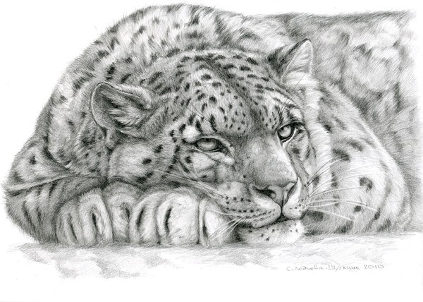 Snow Leopard ... 