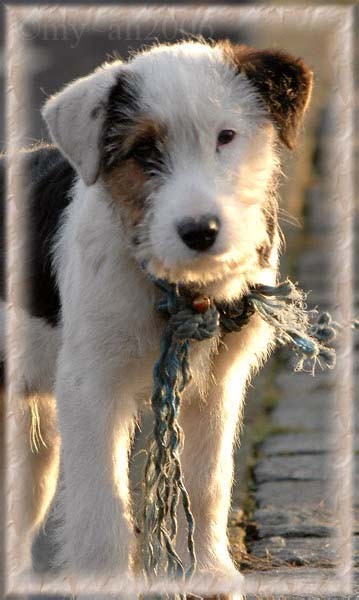 Travellers Dog