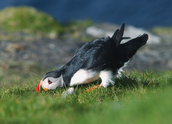 Puff Puff Puffin