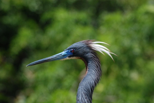 TriColor Heron