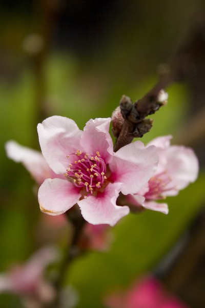 pink flower