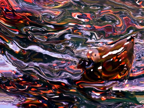 Duck on water abstract